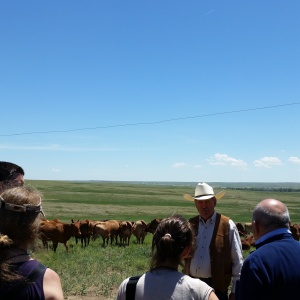 Dale Lassiter and a few of his cattle.